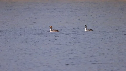 Grebe brushes the feathers off the water, 4K slomo Stock Footage 176325031