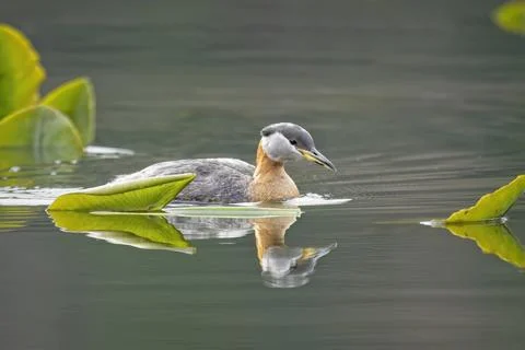 Grebe casts a relfection in the calm lake water. Stock Photos