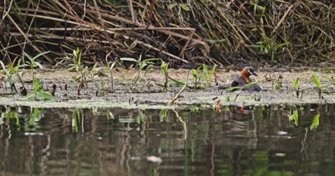 Grebe chicks climbing on mother back, pond wildlife behavior Stock Footage 346447824