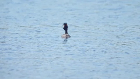 Grebe drifting on clear water in bright daylight, grooming its feathers and.. Video stock 307915871