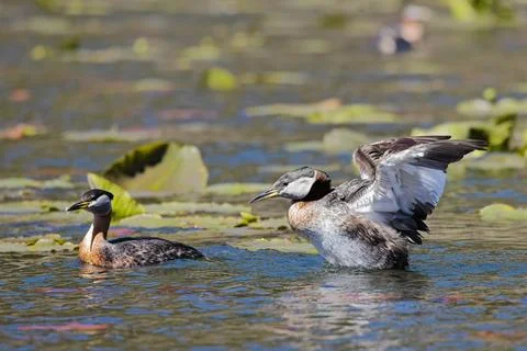 Grebe flaps wings next to its mate. Stock Photos