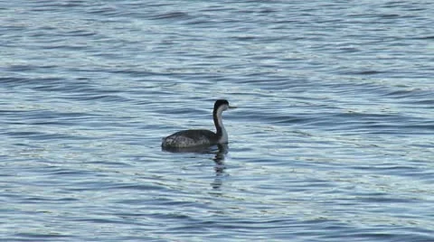 Grebe Floating Preening and Dives Underwater Stock Footage 10775261