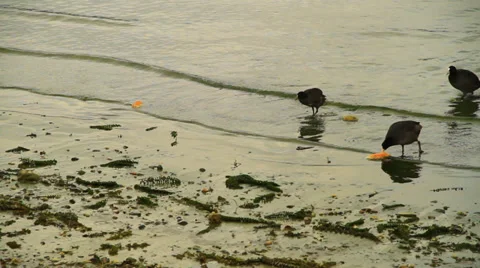 Grebe Stock Footage 31466436