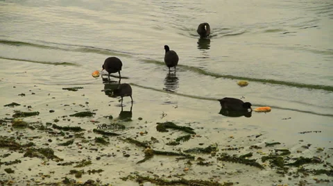 Grebe Stock Footage 31748360