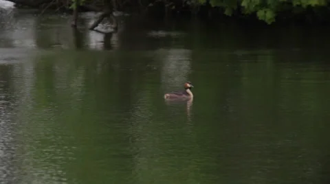 Grebe 스톡 동영상 49163307