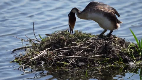 Grebe Stock Footage 241889976