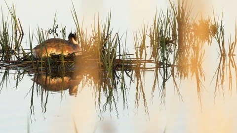 Grebe great crested 33 18.6 Podiceps cristatus pair nest building Stock Footage 120215174