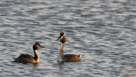 Grebe great crested 46 18.6 Podiceps cristatus pair display Stock Footage 120215267
