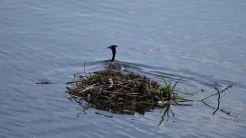 A Grebe leaving its nest Stock Footage 241841036