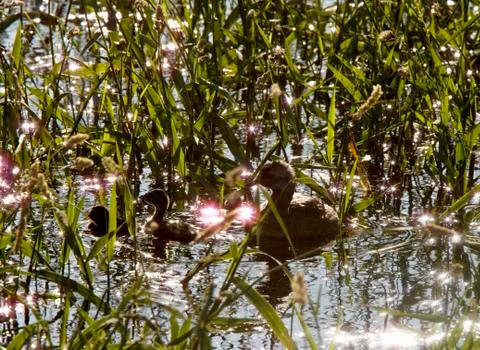 Grebe at nest with babies Stock Photos