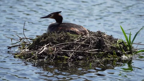 Grebe nesting Stock Footage 241890435