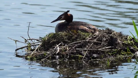 Grebe nesting Stock Footage 241939040