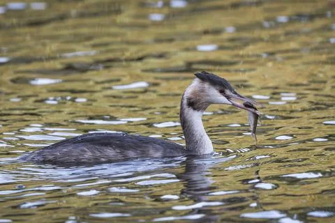 Grebe Stock Photos