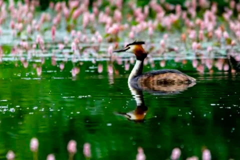 Grebe on a pond Stock Photos