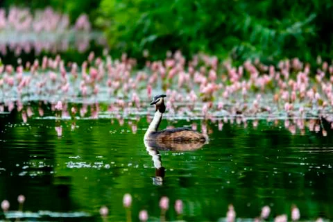 Grebe on a pond Stock Photos