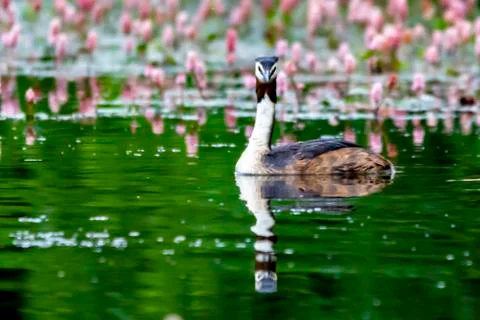 Grebe on a pond Stock Photos
