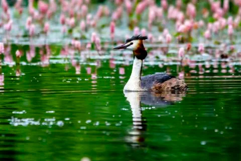 Grebe on a pond Stock Photos