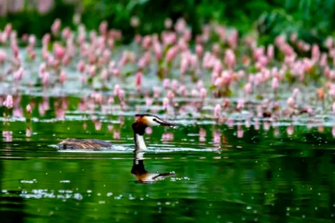 Grebe on a pond Stock Photos