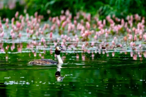 Grebe on a pond Stock Photos