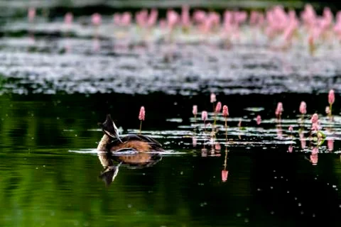 Grebe on a pond Stock Photos