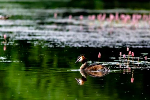 Grebe on a pond Stock Photos