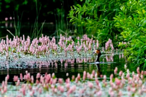 Grebe on a pond Stock Photos