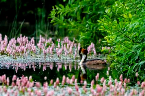 Grebe on a pond Stock Photos