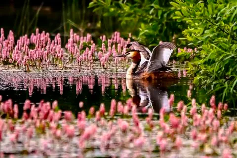 Grebe on a pond Stock Photos