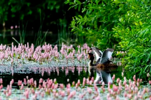 Grebe on a pond Stock Photos