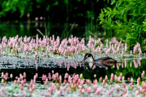 Grebe on a pond Stock Photos