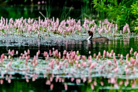 Grebe on a pond Stock Photos