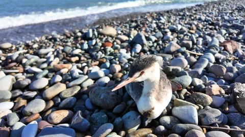The Grebe on the Seashore Stock Footage 302383997
