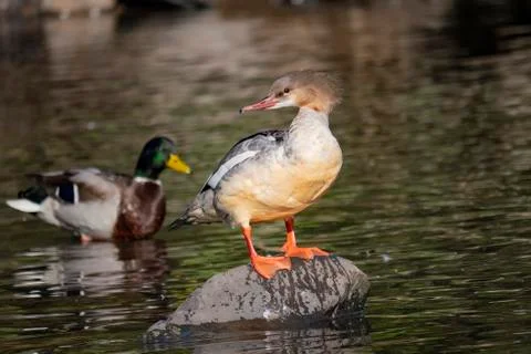 Grebe standing on a stone. 库存照片