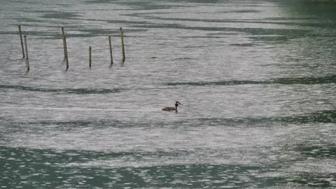 Grebe swimming Adda river Stock Footage 130924517