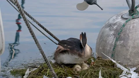 Grebe turning eggs by the beak and hatching eggs. Great crested grebe. Stock Footage 176482973