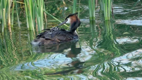 Grebe with two young on the back Video stock 218439321