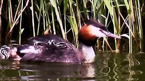 Grebe with young bird on his back. Stock Footage 97208174
