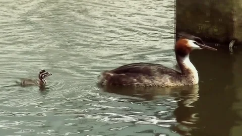 Grebe with young in the harbor Stock Footage 97209484
