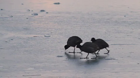 Grebes Stock Footage 1098440