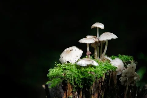 Grebes on the stump Stock-Fotos
