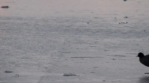 Grebes walk Stock Footage 1079253