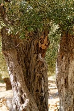 Grece, Thassos Stock Photos