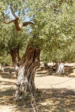Grece, Thassos Stock Photos