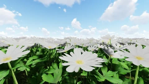 Grecian Wind Flower White 库存影片 340355042