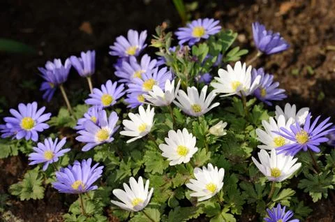Grecian windflower Stock-Fotos