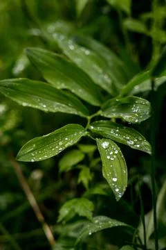 Gree crisp grass with due on them. Closeup Stock Photos