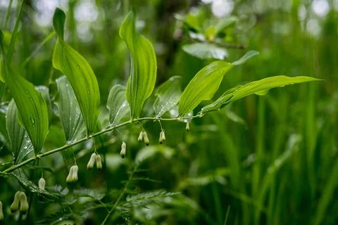 Gree crisp grass with due on them. Closeup Stock Photos