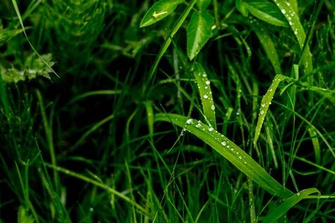 Gree crisp grass with due on them. Closeup Stock Photos
