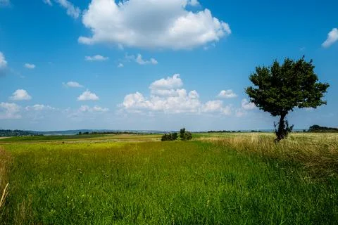 Gree Meadow With Lonesome Tree Stock Photos