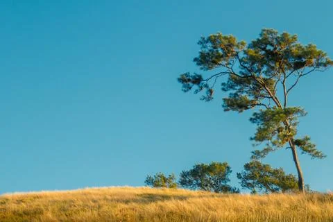 Gree pine tree with yellow grass and blue  sky Stock Photos